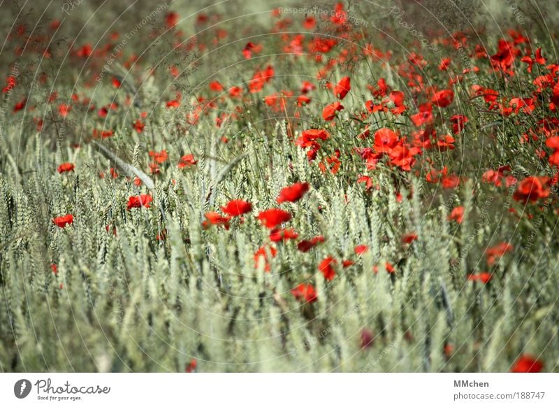 MischKultur Farbfoto Außenaufnahme Tag Zufriedenheit Duft Sommer Natur Blume Nutzpflanze Feld Fröhlichkeit Glück wild grün rot Ferien & Urlaub & Reisen