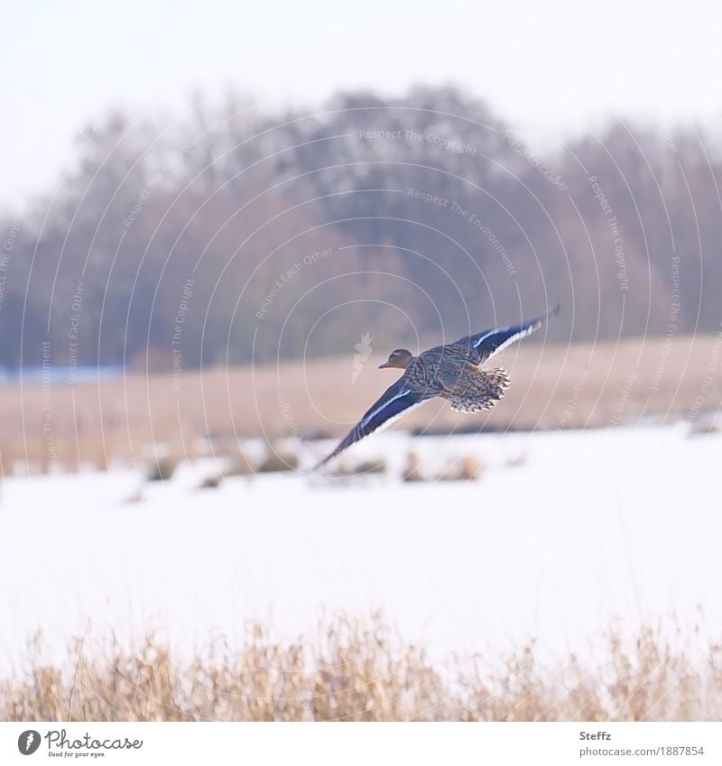 winterlicher Entenflug Wildente Wildvogel Winterlandschaft heimisch Schnee Schneelandschaft Ententeich fliegen Gleitflug gleiten Wintertag Schneedecke