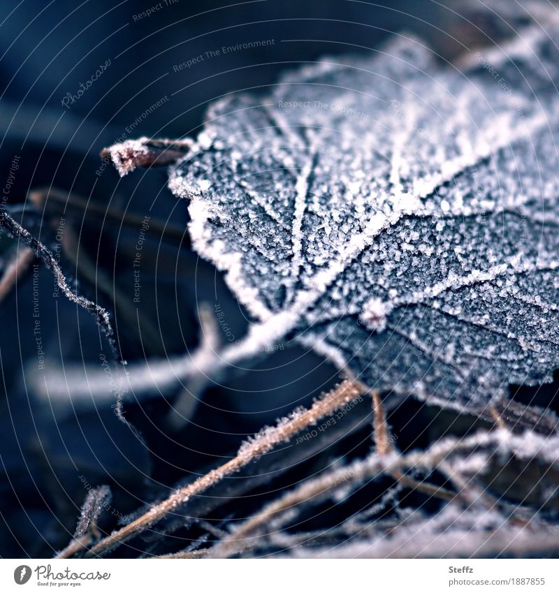 Winterblatt mit Raureif Kälteschock Kälteeinbruch winterliche Kälte Wintereinbruch Winterkälte winterliche Stille nordisch Frost Jahreszeiten heimisch