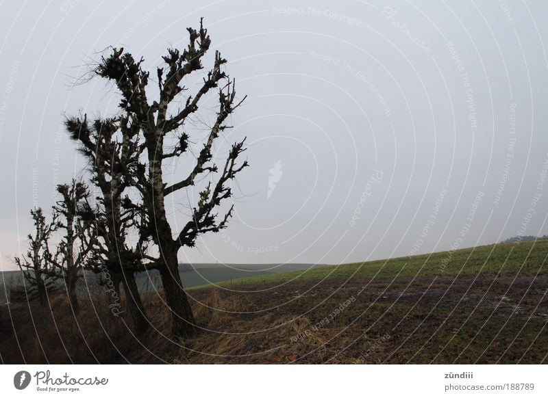 In einer Reihe Natur Landschaft Herbst Baum Baumreihe Wiese Hügel kalt Ende Ewigkeit Freiheit Traurigkeit Sitzreihe sortieren aufgereiht kahl Feld herbstlich