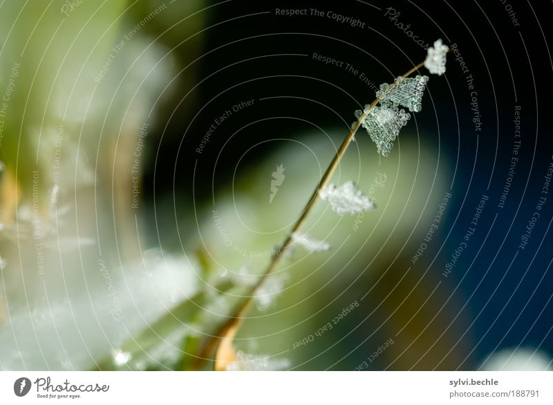 Schönheit des Winters Umwelt Natur Pflanze Urelemente Wasser Klima Eis Frost Schnee Sträucher Blatt Grünpflanze Park Wiese glänzend kalt grün weiß gefroren