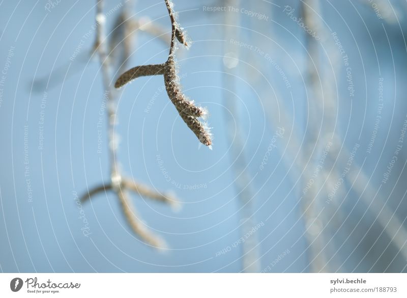 Schönheit des Winters II Umwelt Natur Pflanze Himmel Klima Wetter Eis Frost Schnee Baum Coolness kalt blau braun weiß gefroren frieren Kristalle