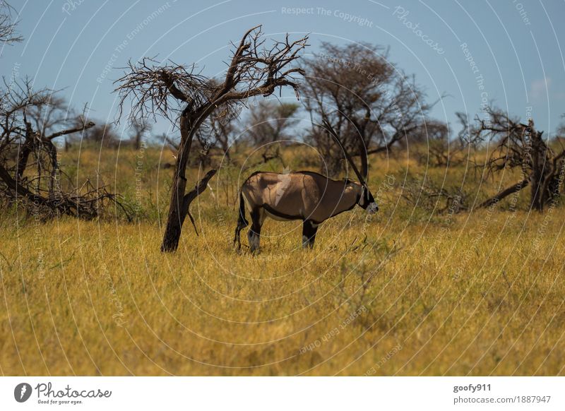 Oryx im Schatten!!! Ferien & Urlaub & Reisen Ausflug Abenteuer Ferne Safari Sommer Sonne Umwelt Natur Landschaft Himmel Wolkenloser Himmel Sonnenlicht Frühling