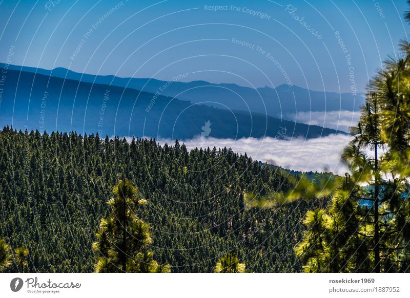 Über den Wolken Ferien & Urlaub & Reisen Ferne Freiheit Sommerurlaub Berge u. Gebirge wandern Landschaft Schönes Wetter Wald Menschenleer atmen Erholung