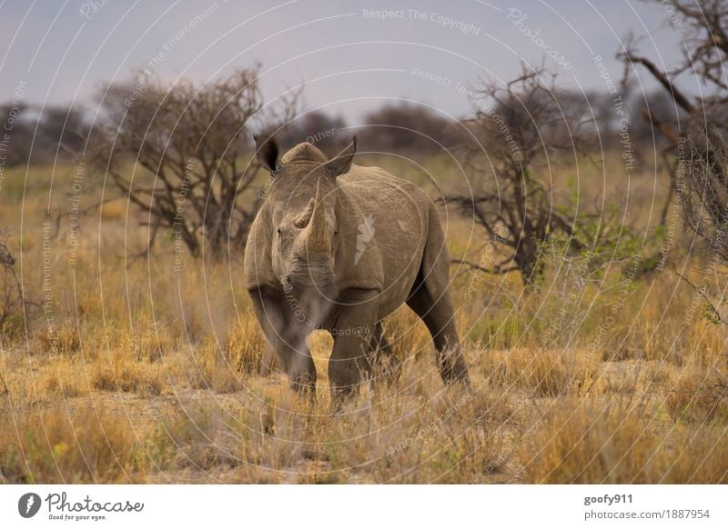 Nashorn 1 Ferien & Urlaub & Reisen Ausflug Abenteuer Ferne Safari Sommer Sonne Umwelt Natur Landschaft Himmel Wolkenloser Himmel Schönes Wetter Baum Sträucher