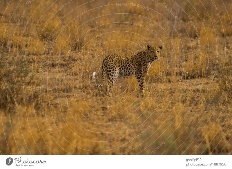 Ich beobachte Dich!!! Ferien & Urlaub & Reisen Ausflug Abenteuer Ferne Safari Umwelt Natur Landschaft Erde Sand Sommer Sträucher Wüste Tier Wildtier Katze