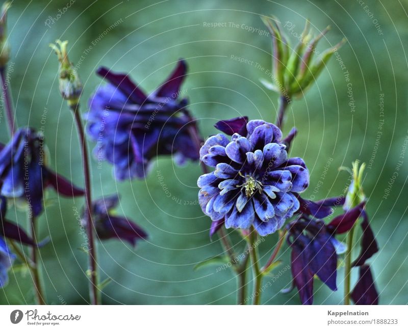 Pflanzenwelt Natur Frühling Blume Wildpflanze Park Wiese exotisch schön violett Frühlingsgefühle ruhig Duft Farbe Umwelt Farbfoto Außenaufnahme Nahaufnahme Tag