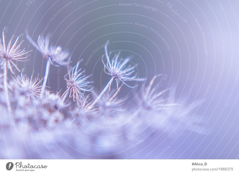 Winterblume Abstrakte Naturdetails Umwelt Landschaft Klima Wetter Eis Frost Pflanze Blume Blüte Wildpflanze außergewöhnlich hell einzigartig kalt natürlich