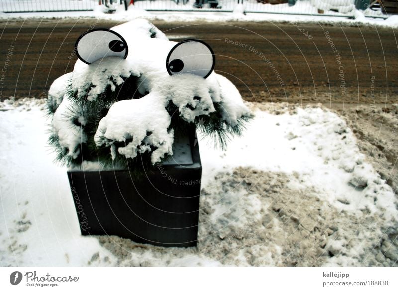 bye-bye, daisy! Gesicht Auge 1 Mensch Umwelt Winter Klimawandel Eis Frost Schnee Pflanze Baum Grünpflanze Topfpflanze Verkehr Verkehrswege Straßenverkehr