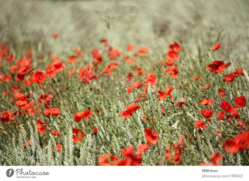 durchwachsen Getreide Glück Zufriedenheit Sinnesorgane Duft Ferien & Urlaub & Reisen Sommer Natur Blume Nutzpflanze Feld Wachstum Fröhlichkeit wild grün rot