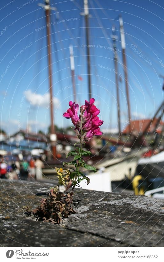 Mauerblümchen Ferien & Urlaub & Reisen Ausflug Sommer Sommerurlaub Meer Menschengruppe Pflanze Schönes Wetter Blüte Wildpflanze Nordsee Fischerdorf Hafen Wand