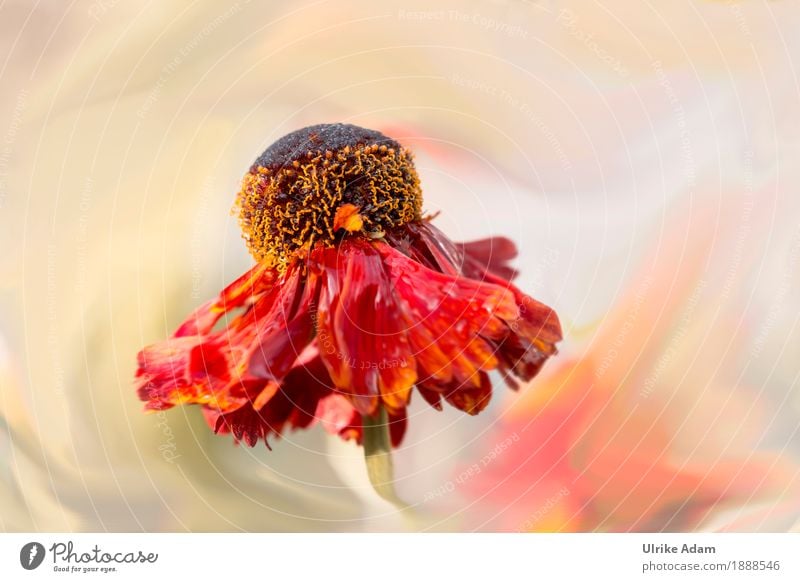 Sommertraum Design harmonisch Innenarchitektur Dekoration & Verzierung Tapete Bild Leinwand Muttertag Geburtstag Natur Pflanze Wassertropfen Blume Blüte