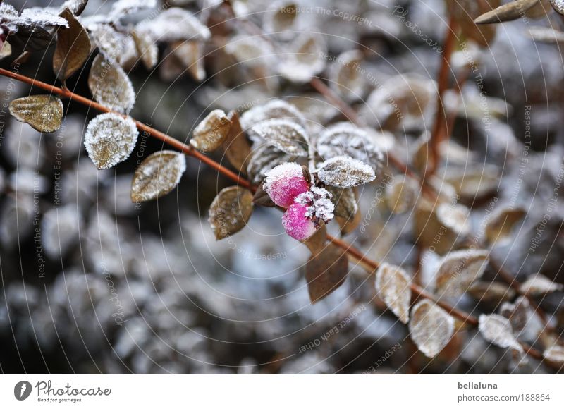 Beerenbrüder II Umwelt Natur Pflanze Klima Wetter Schönes Wetter Eis Frost Sträucher Blatt Wildpflanze kalt Beerensträucher Beerenfruchtstand Eiskristall