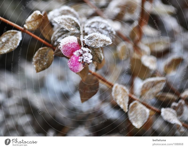 Beerenbrüder III Umwelt Natur Pflanze Winter Klima Schönes Wetter Eis Frost Schnee Sträucher Blatt Wildpflanze kalt Beerensträucher Beerenfruchtstand