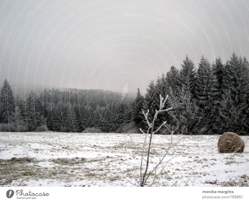 klirrende Kälte Natur Landschaft Erde Himmel Winter Eis Frost Pflanze Baum Heuballen Erholung genießen träumen Ferne frei kalt braun gelb grau Stimmung