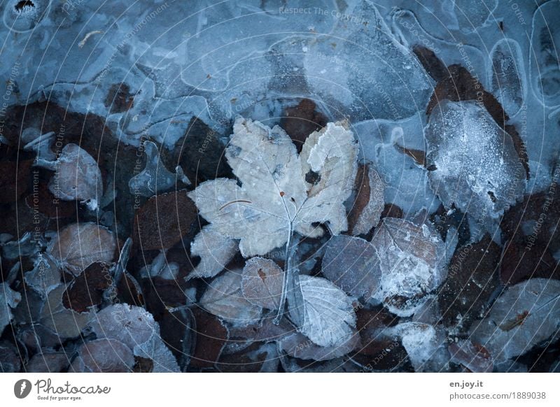 Eiszeit Natur Pflanze Herbst Winter Klima Klimawandel Frost Blatt frieren kalt braun träumen Traurigkeit Trauer Liebeskummer bizarr Vergänglichkeit