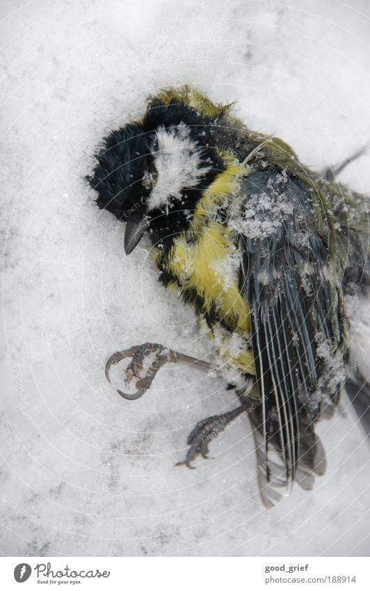 tief daisy nicht überlebt Tier Wildtier Totes Tier Vogel Flügel Zoo 1 liegen Tod Winter kalt erfrieren Kälteschock Schnabel Pfosten Meisen Singvögel Farbfoto