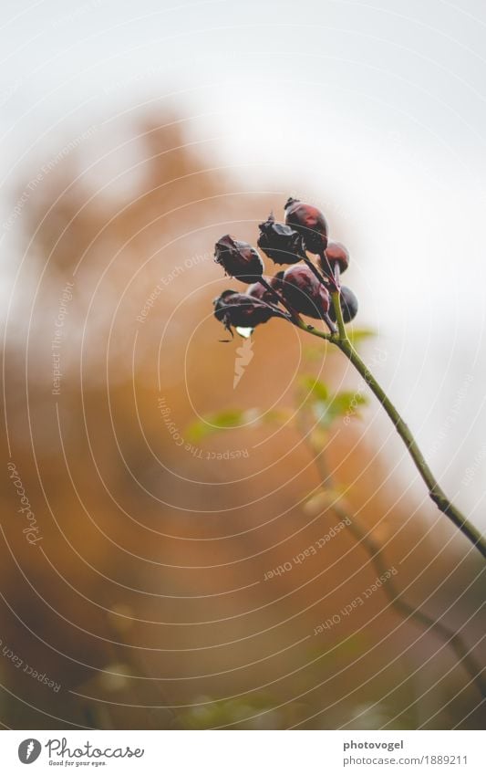 OneDrop Umwelt Natur Pflanze Wassertropfen Herbst Rose Blatt Blüte Garten alt grün orange rot Stimmung Traurigkeit Sorge Trauer Tod Liebeskummer Schmerz