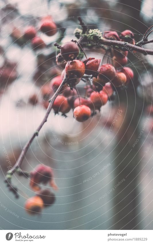 Verbotene Frucht Umwelt Natur Pflanze Herbst schlechtes Wetter Sträucher Grünpflanze alt grau grün rot Gefühle Stimmung Traurigkeit Sorge Trauer Liebeskummer