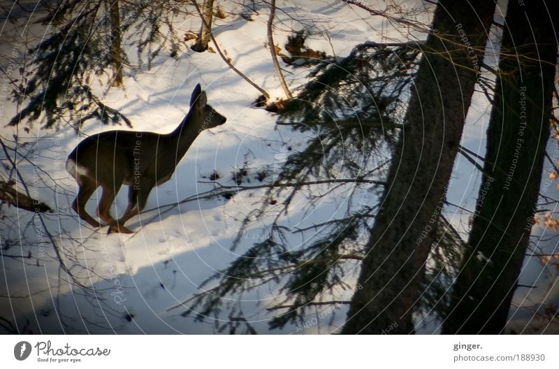 Fluchtgedanken Umwelt Natur Pflanze Tier Winter Wetter Schönes Wetter Eis Frost Schnee Baum Wald Hügel Wildtier Reh 1 braun grün weiß Stimmung Schüchternheit