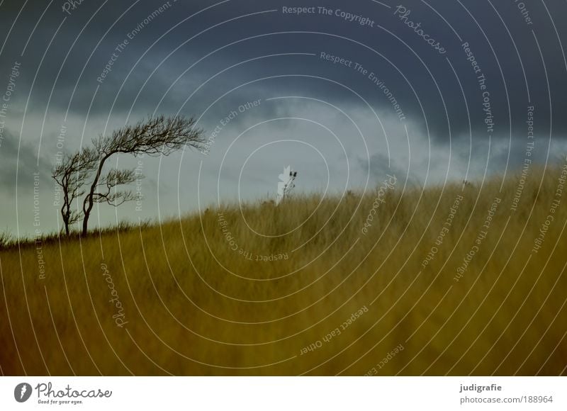 Weststrand Umwelt Natur Landschaft Pflanze Himmel Wolken Klima Unwetter Wind Sturm Baum Gras Küste Strand Ostsee Meer bedrohlich dunkel Idylle Darß Windflüchter