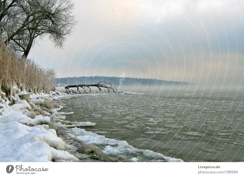 vereiste Bucht Umwelt Natur Landschaft Pflanze Wasser Winter Nebel Eis Frost Schnee Küste außergewöhnlich Coolness kalt Baum Farbfoto Gedeckte Farben