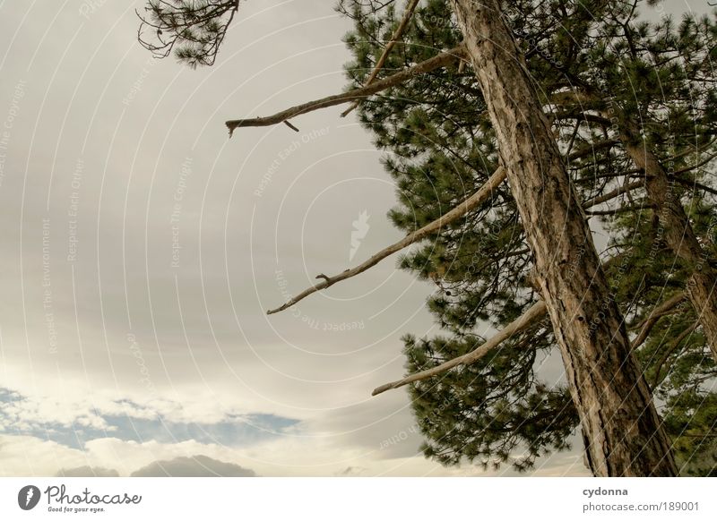 Berührung Leben harmonisch Wohlgefühl Zufriedenheit Sinnesorgane Erholung ruhig Ferne Freiheit Umwelt Natur Himmel Wolken Baum Wald Bewegung Fichte Nadelbaum