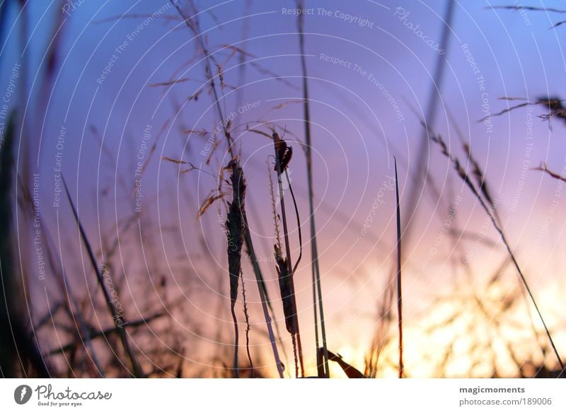 Abendstimmung Natur Landschaft Pflanze Himmel Sonnenaufgang Sonnenuntergang Herbst Schönes Wetter Gras Sträucher Wiese Feld natürlich blau gelb violett Gefühle