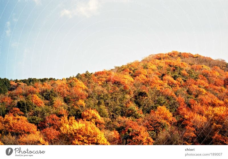 Herbstlandschaft. Glück schön Sitzung Fernseher Kunst Künstler Kunstwerk Punk Bühne füttern Blick braun gelb rot Zeit Farbfoto mehrfarbig Morgen Tag Licht