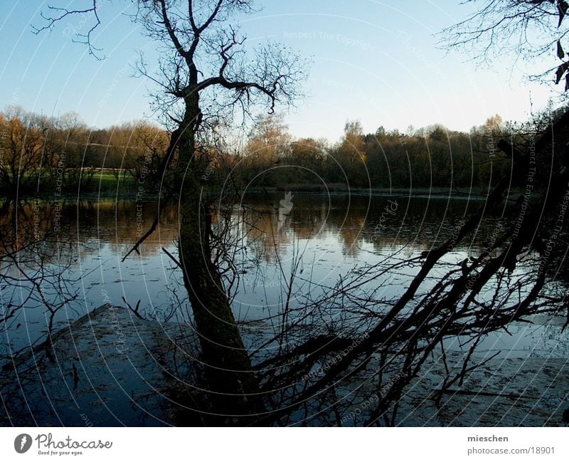 Seeblick II Teich Herbst kalt Baum Wasser Blauer Himmel