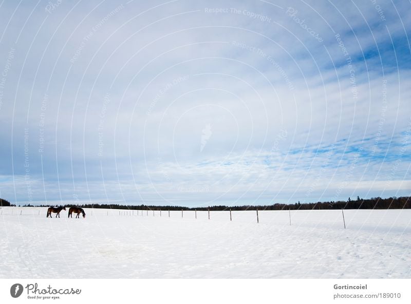 Winterweide Schnee Umwelt Landschaft Himmel Wolken Tier Haustier Nutztier Pferd Fell Winterfell 2 kalt blau weiß Weide Weidezaun Zaun Zaunpfahl Farbfoto