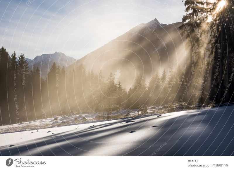 Ja, weiße Weihnachten! harmonisch Wohlgefühl Zufriedenheit Erholung ruhig Natur Landschaft Himmel Sonnenlicht Herbst Winter Schönes Wetter Nebel Eis Frost