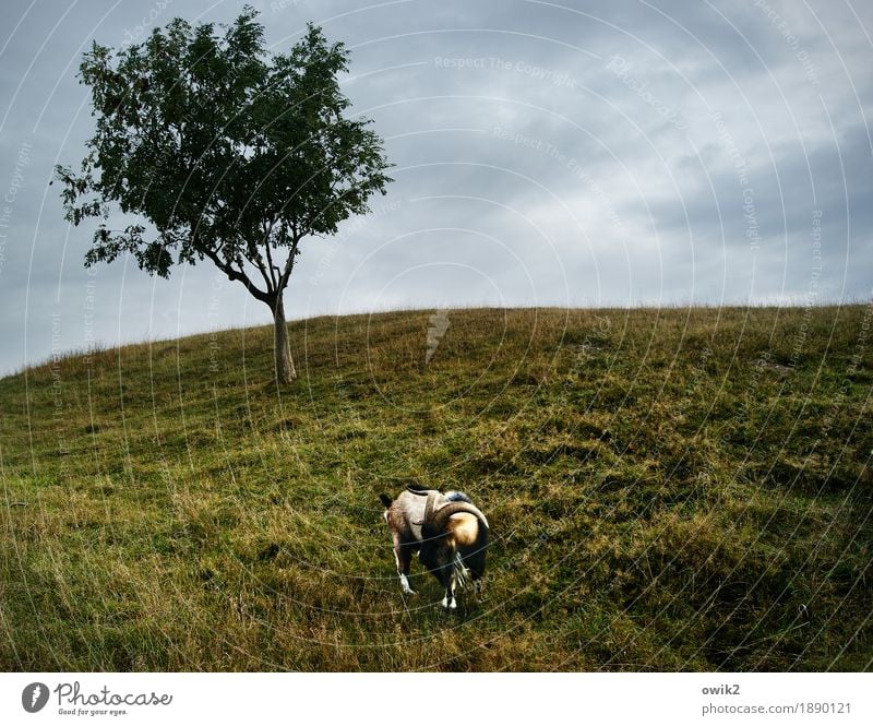 Wilder Widder Umwelt Natur Landschaft Pflanze Tier Wolken Horizont Klima Schönes Wetter Baum Wiese Geißbock 1 Fressen stehen Gehege Weide Farbfoto