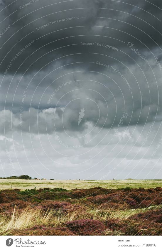 Sturmtief Erholung ruhig Ferien & Urlaub & Reisen Natur Landschaft Wolken Gewitterwolken schlechtes Wetter Unwetter Wind Gras Sträucher Wiese Feld Heide