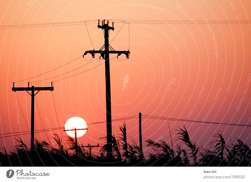 Industrialisierung Kabel Technik & Technologie Telekommunikation Energiewirtschaft Kommunizieren Elektrizität Strommast Telefonmast Sommerurlaub Schilfrohr