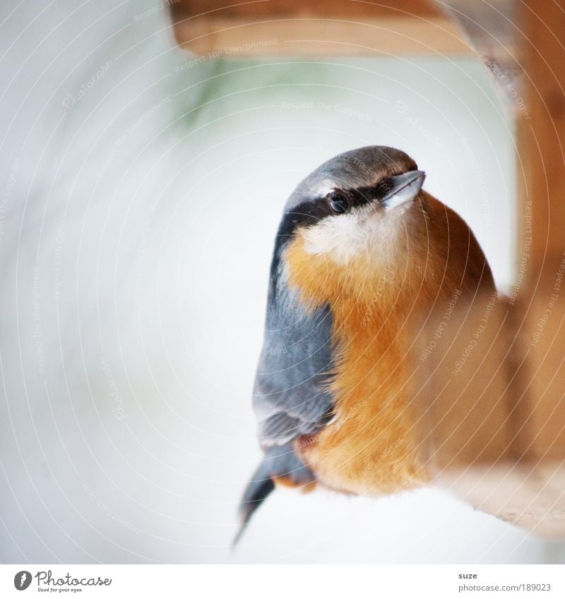 Herr Kleiber Winter Tier Wildtier Vogel Feder 1 sitzen Singvögel Schnabel Futterhäuschen Ornithologie Heimat heimisch gefiedert Farbfoto mehrfarbig