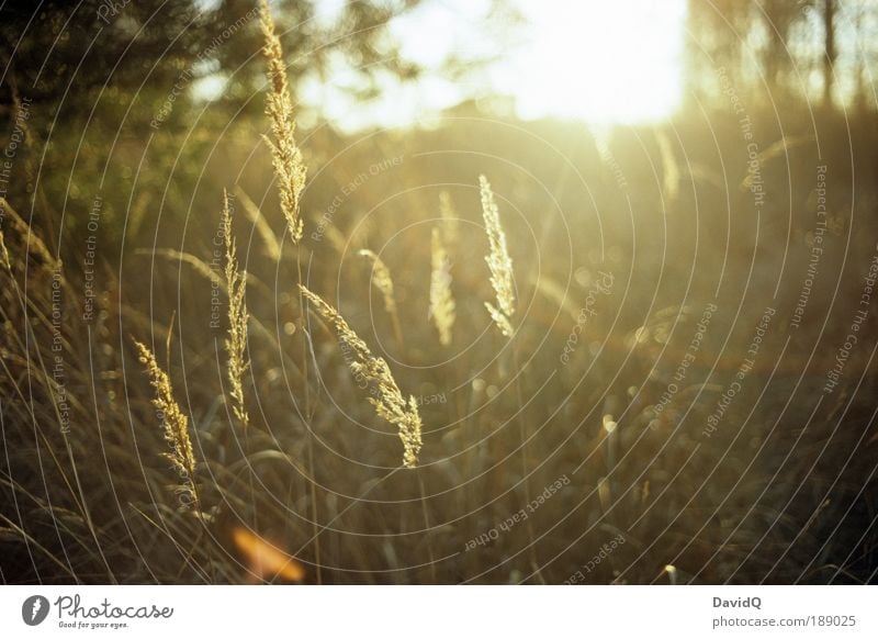 wintersonne Umwelt Natur Landschaft Pflanze Sonne Sonnenlicht Winter Gras Wildpflanze Wiese natürlich Wärme Farbfoto Außenaufnahme Nahaufnahme Abend Kontrast