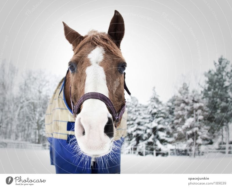 A horse in the snow Reitsport Natur Landschaft Winter Eis Frost Schnee Baum Tier Pferd Tiergesicht 1 braun weiß Sympathie Tierliebe Neugier Decke Farbfoto