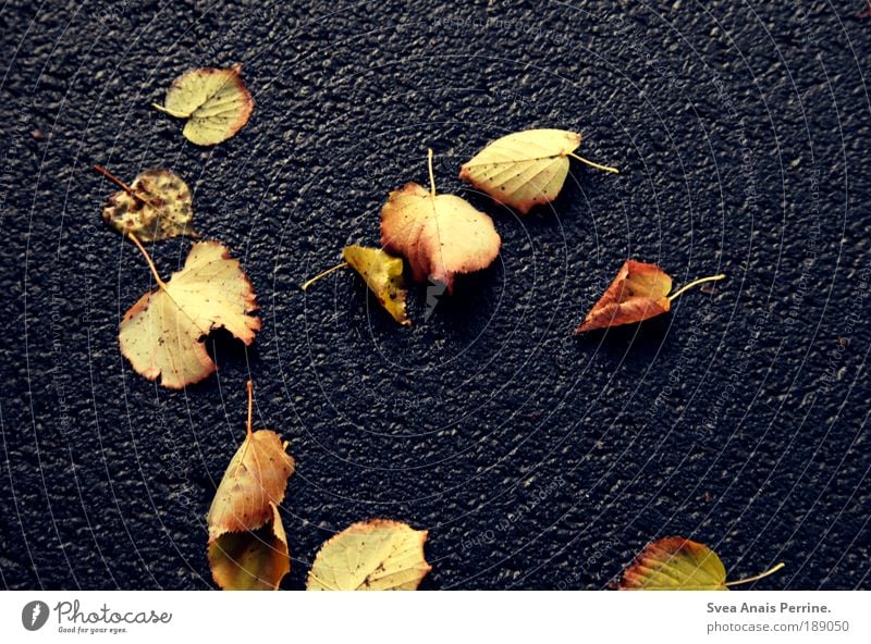 Ich werde dir den Ast absägen, an dem du dich festhälst Umwelt Natur Park fallen liegen kalt Langeweile Stimmung blättern Blatt gelb Herbst blau Asphalt Straße