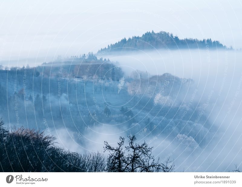 Frostiger Schwarzwald 1 Umwelt Natur Landschaft Pflanze Himmel Sonnenlicht Winter Klima Wetter Nebel Eis Baum Sträucher Nutzpflanze Tanne Obstbaum Feld Wald