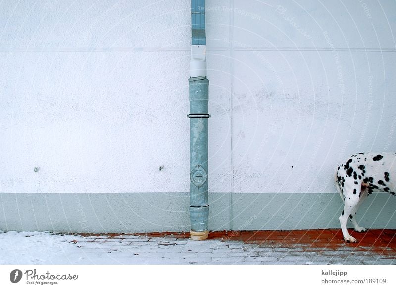 arschkalt Stadt Mauer Wand Fassade Tier Haustier Hund Fell Krallen Pfote 1 warten Sicherheit Schutz Warmherzigkeit Treue Dalmatiner Rassehund Fleck Hinterbein