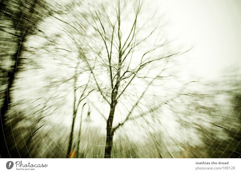 KURZ VOR DER OHNMACHT Umwelt Natur Landschaft Himmel Horizont Winter schlechtes Wetter Nebel Eis Frost Hagel Schnee Baum Blatt Park Wald kalt Bewegung Dynamik