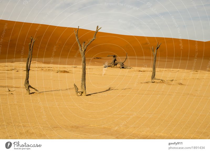 Deadvlei (Namibia) Umwelt Natur Landschaft Pflanze Urelemente Erde Sand Luft Himmel Wolken Horizont Sonnenlicht Sommer Wärme Dürre Baum Hügel Wüste Düne Afrika