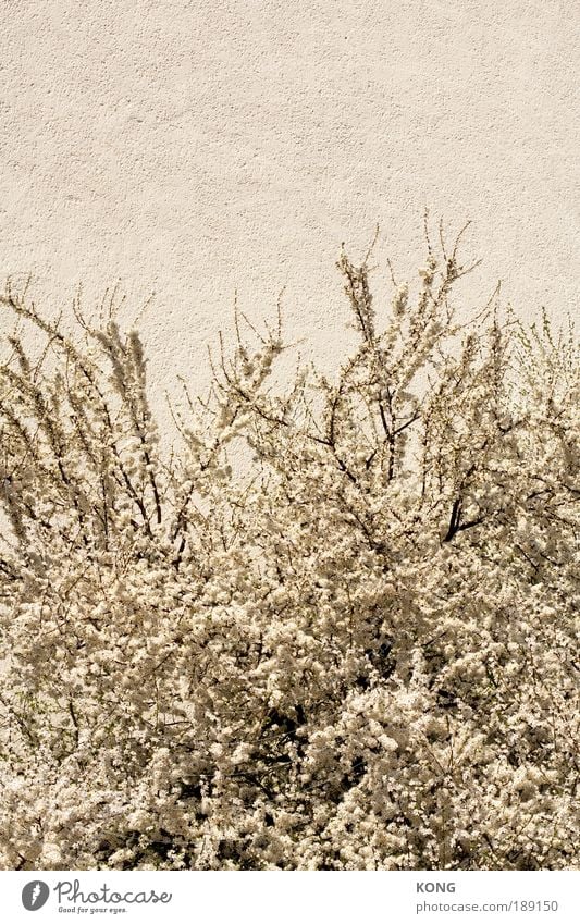 sommer im winter im sommer Natur Pflanze Frühling Sommer Schönes Wetter Blume Sträucher Blüte Vollbart Blühend Duft verblüht ästhetisch frei Freundlichkeit