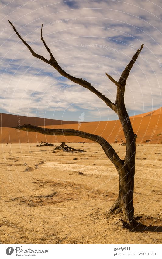 Deadvlei (Namibia) Umwelt Natur Landschaft Pflanze Tier Urelemente Erde Sand Luft Himmel Wolken Sonne Sonnenlicht Sommer Herbst Schönes Wetter Wärme Dürre Baum