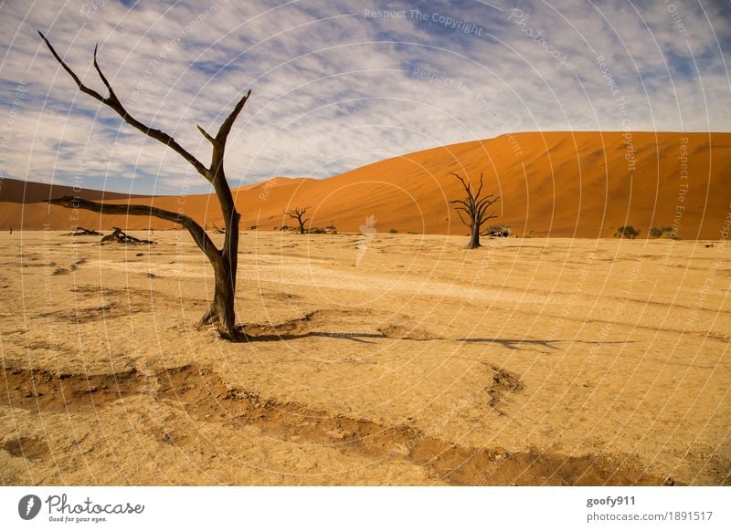 Deadvlei (Namibia) Umwelt Natur Landschaft Pflanze Tier Urelemente Erde Sand Luft Himmel Wolken Sonne Sonnenlicht Sommer Herbst Schönes Wetter Wärme Dürre Baum