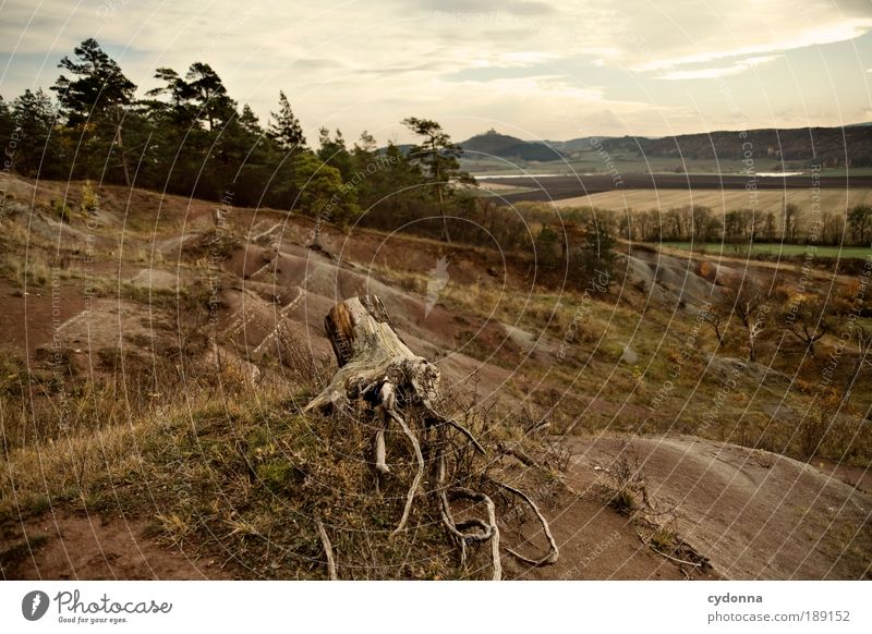 Landscape Zufriedenheit Erholung ruhig Ausflug Ferne Freiheit Umwelt Natur Landschaft Baum Feld Wald ästhetisch Bildung einzigartig Idylle Leben Perspektive Tod