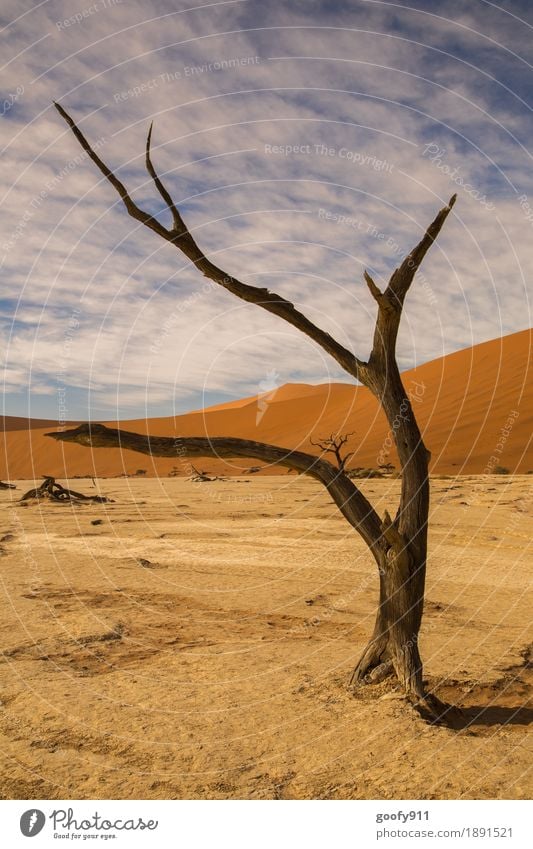 Deadvlei (Namibia) Umwelt Natur Landschaft Pflanze Urelemente Erde Sand Luft Himmel Wolken Sonnenlicht Sommer Schönes Wetter Wärme Dürre Baum Hügel Wüste Düne