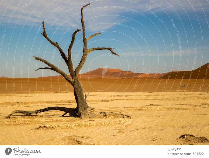 Deadvlei (Namibia) Umwelt Natur Landschaft Pflanze Urelemente Erde Sand Luft Himmel Wolken Sonnenlicht Sommer Schönes Wetter Wärme Dürre Baum Hügel Wüste Düne