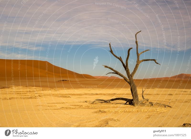 Deadvlei (Namibia) Umwelt Natur Landschaft Pflanze Urelemente Erde Sand Luft Himmel Wolken Sonnenlicht Sommer Schönes Wetter Wärme Dürre Baum Hügel Wüste Düne